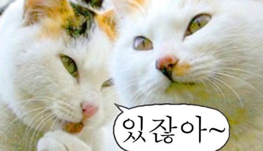 【例文付き】韓国人が会話でよく使う口癖の韓国語フレーズ